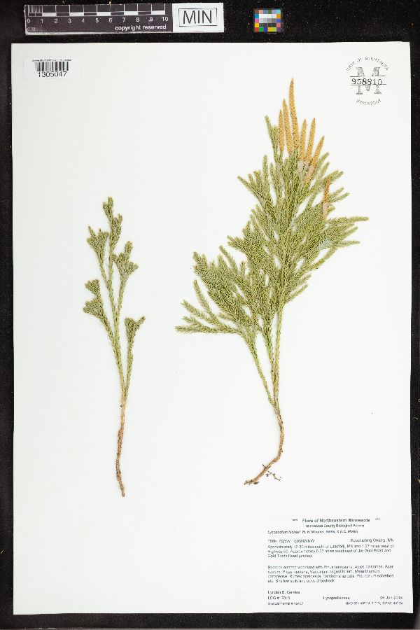 Dendrolycopodium hickeyi image