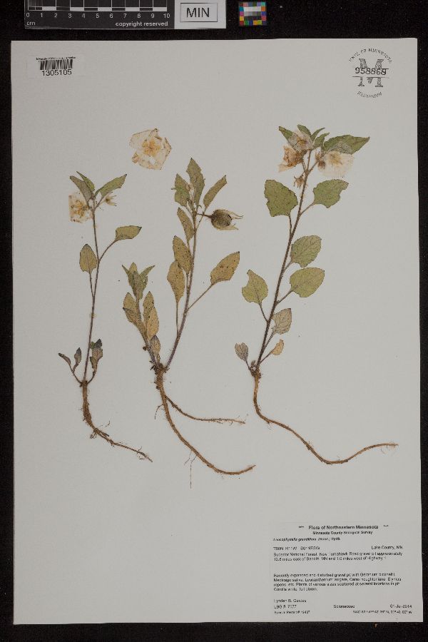 Leucophysalis grandiflora image