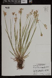 Image of Luzula multiflora