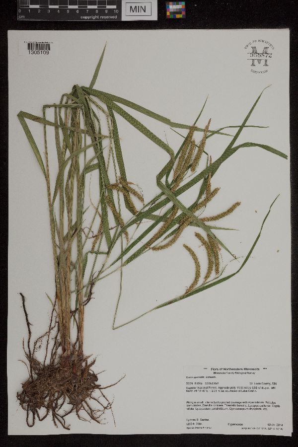 Carex gynandra image