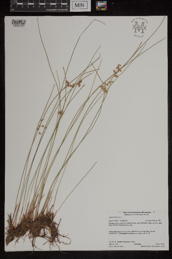 Juncus filiformis image