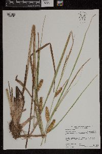 Carex utriculata image