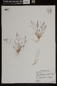 Eragrostis pectinacea image
