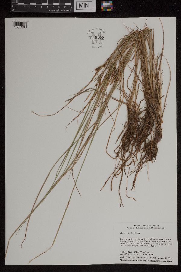 Carex lenticularis var. lenticularis image