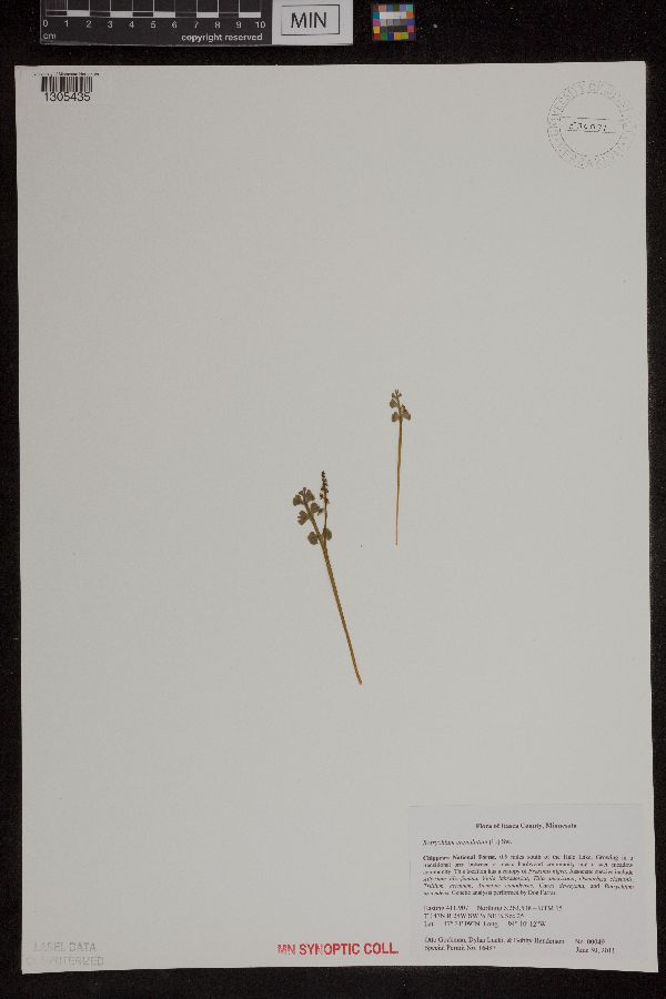 Botrychium crenulatum image