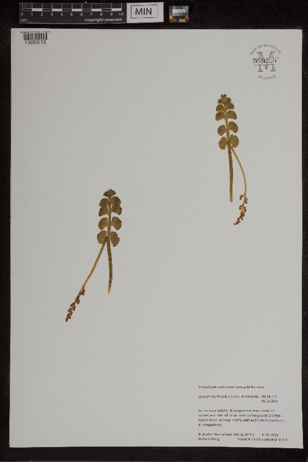 Botrychium neolunaria image