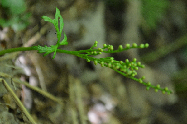 Botrychium lanceolatum image