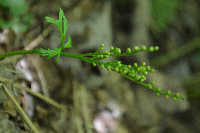 Botrychium lanceolatum image