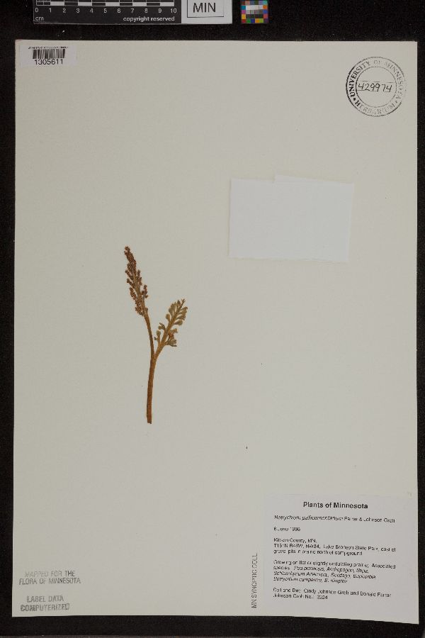 Ophioglossaceae image