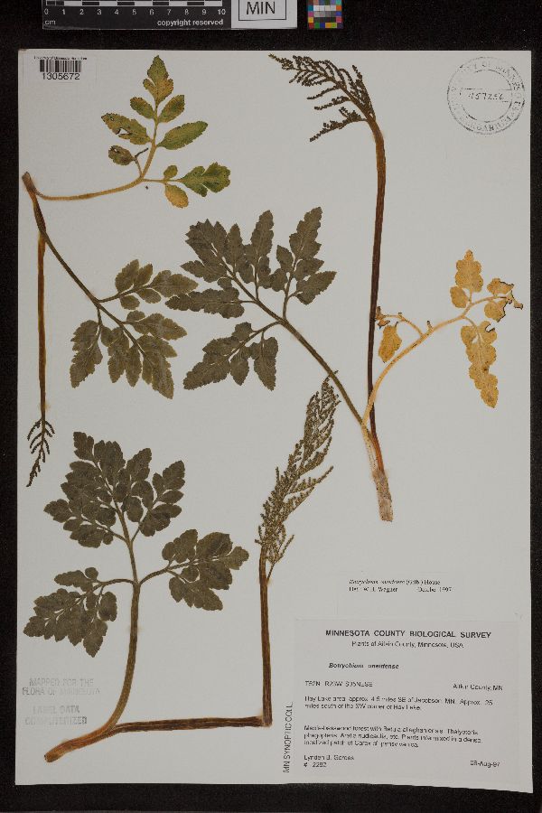 Sceptridium oneidense image