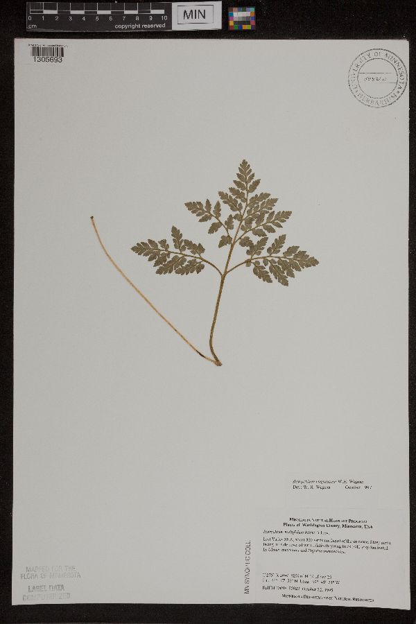 Sceptridium rugulosum image