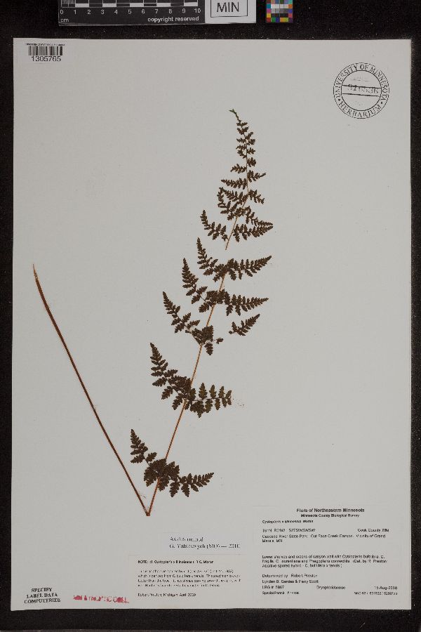 Cystopteris x illinoensis image