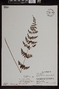 Cystopteris x illinoensis image