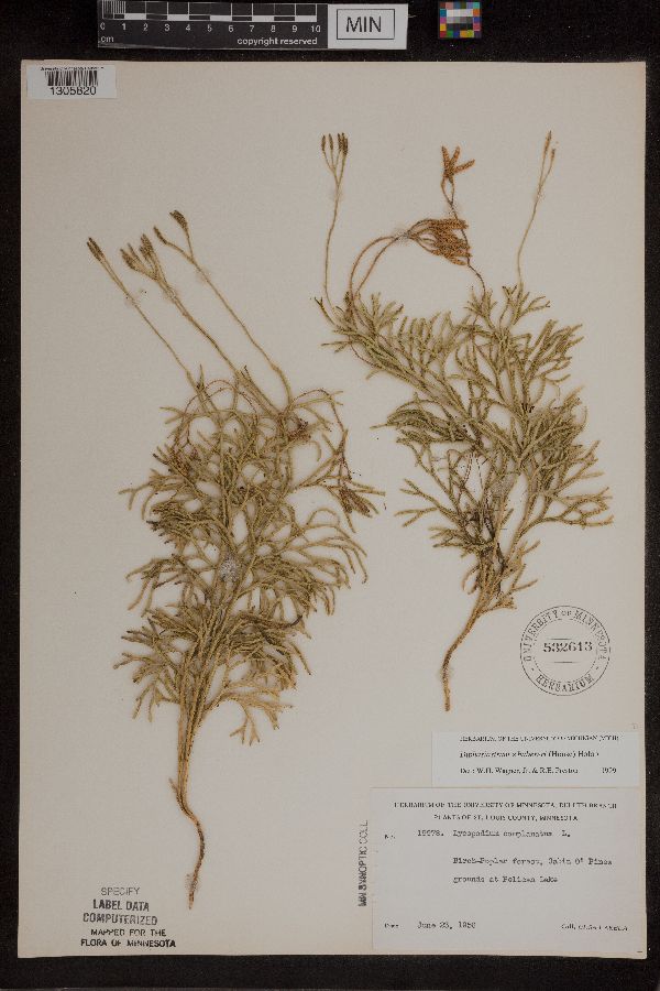 Diphasiastrum digitatum x tristachyum image