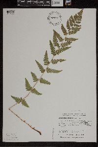 Dryopteris cristata image