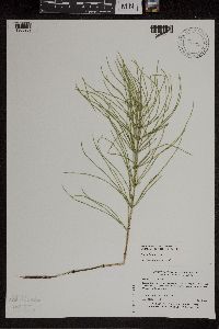 Equisetum arvense image