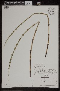 Image of Equisetum x litorale