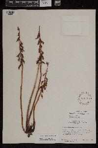Corallorhiza mertensiana image