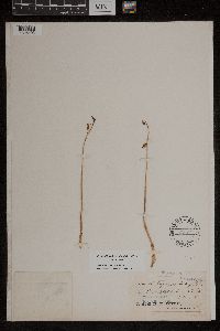 Corallorhiza odontorhiza image