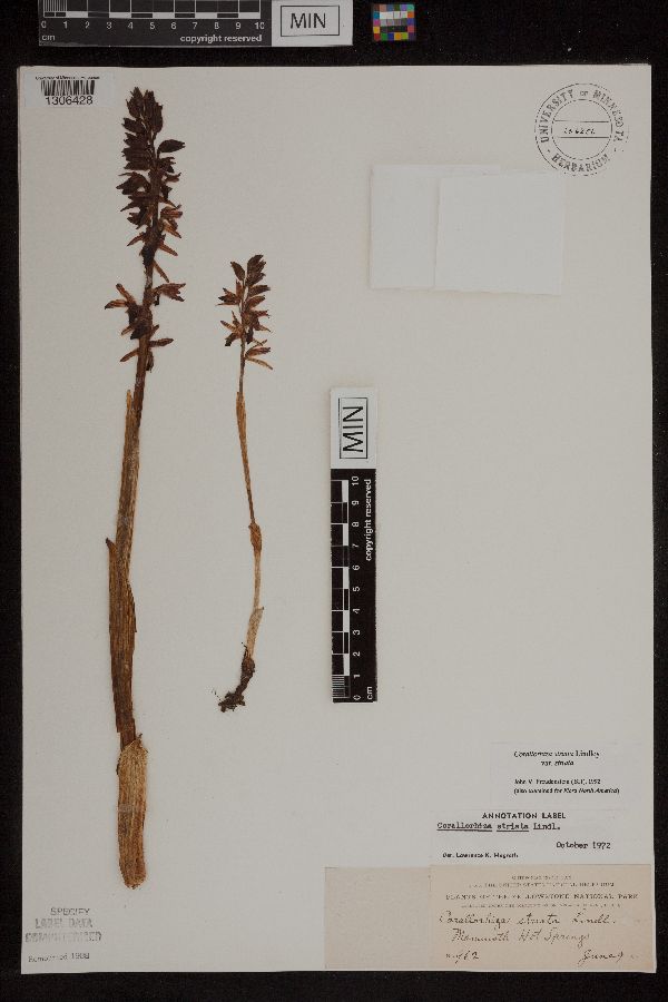 Corallorhiza striata var. striata image