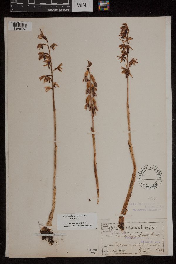 Corallorhiza striata var. striata image