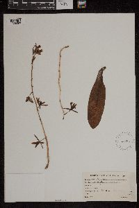 Cymbidium aloifolium image