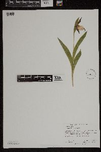Image of Cypripedium x andrewsii