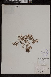 Asplenium ruta-muraria var. cryptolepis image
