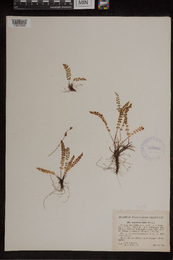 Asplenium trichomanes-ramosum image