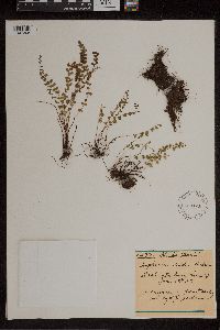 Asplenium trichomanes-ramosum image