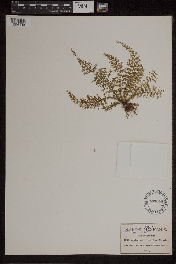 Asplenium cicutarium image