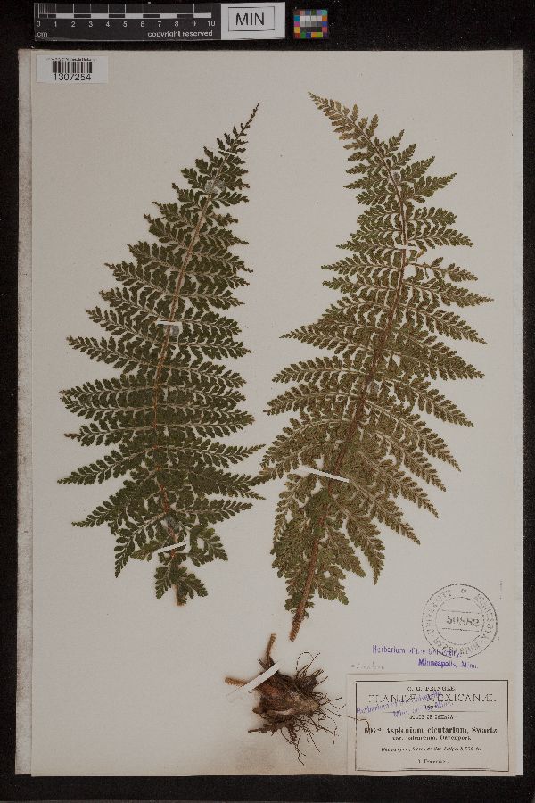 Asplenium cicutarium image