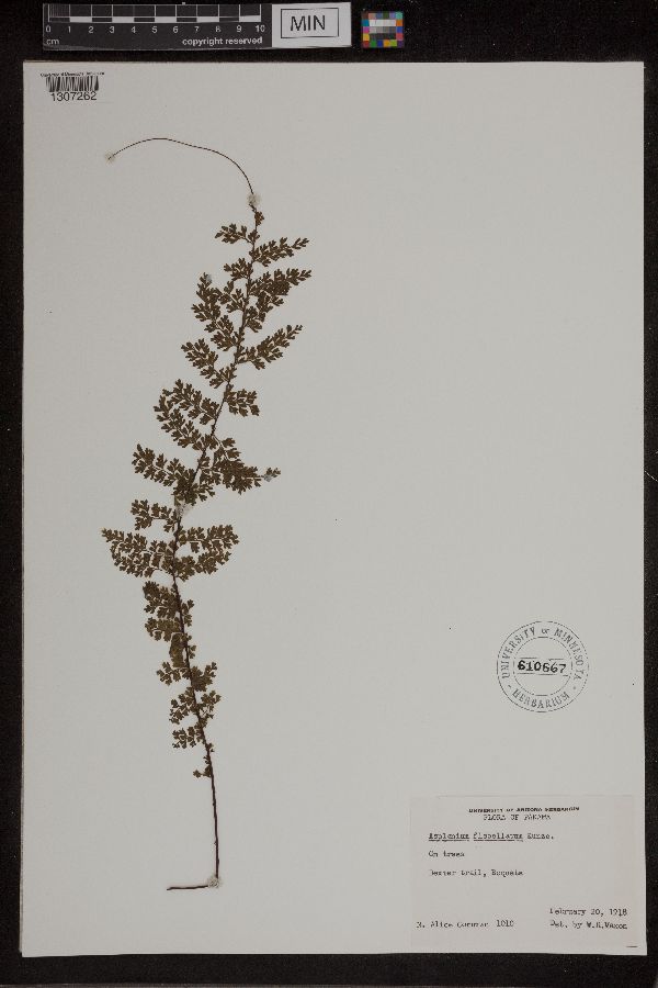 Asplenium flabellatum image