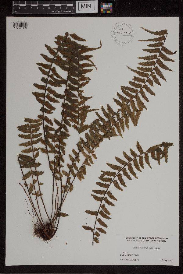 Asplenium harpeodes image