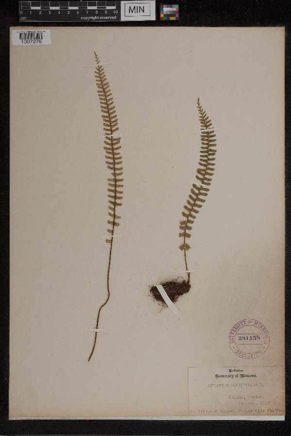 Asplenium monanthemum image