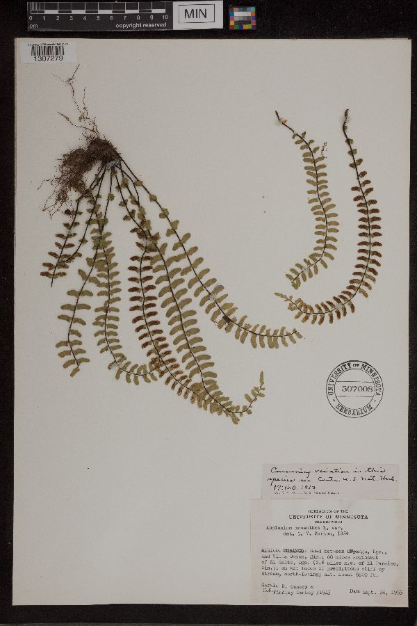 Asplenium monanthes image