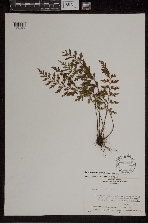 Asplenium praemorsum image