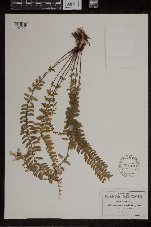 Asplenium sessilifolium image