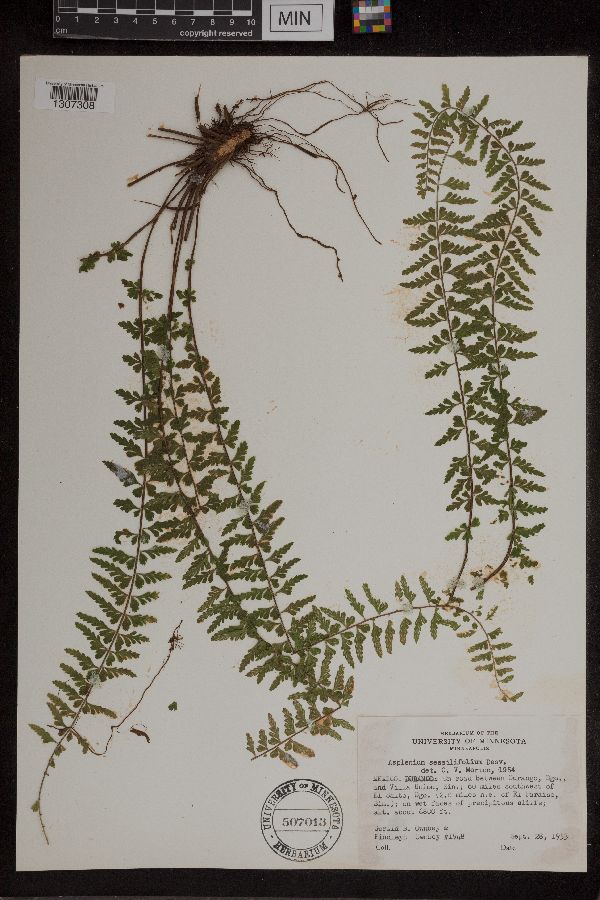 Asplenium sessilifolium image