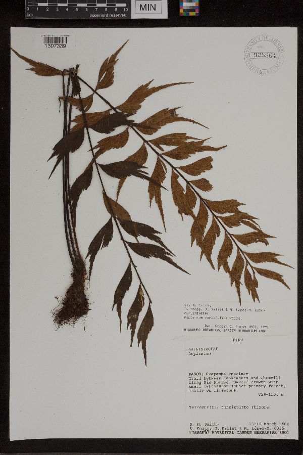 Asplenium zamiifolium image