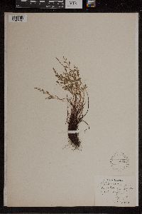 Asplenium septentrionale x trichomanes image