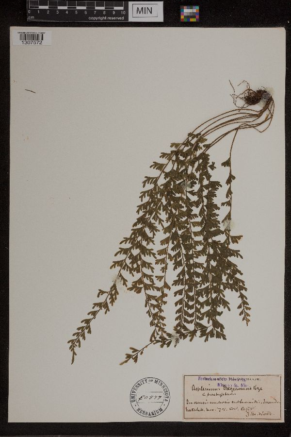 Asplenium dregeanum image