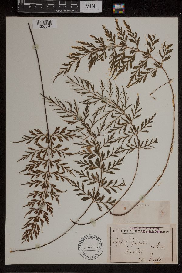 Asplenium aethiopicum image