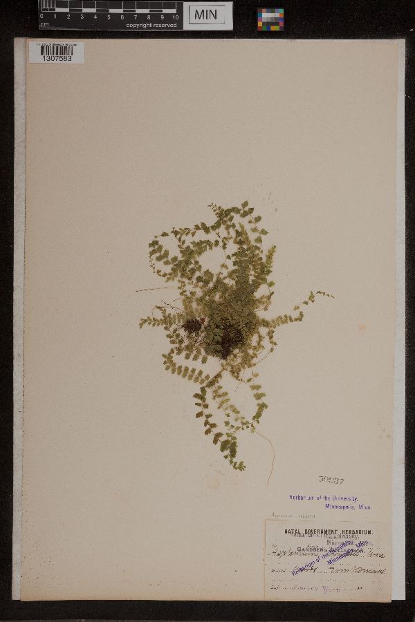 Asplenium stoloniferum image