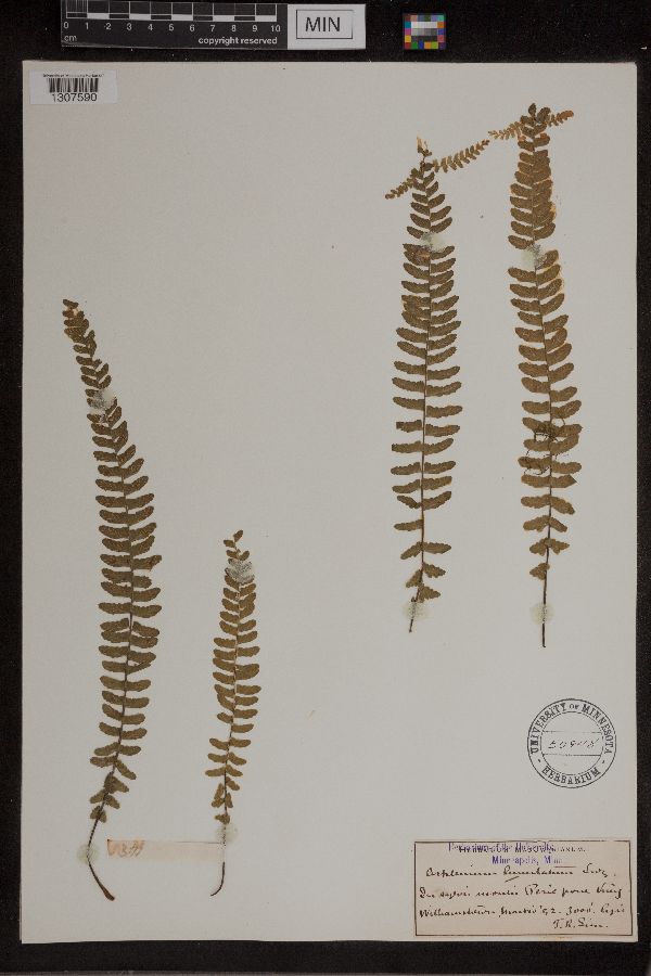 Asplenium lunulatum image