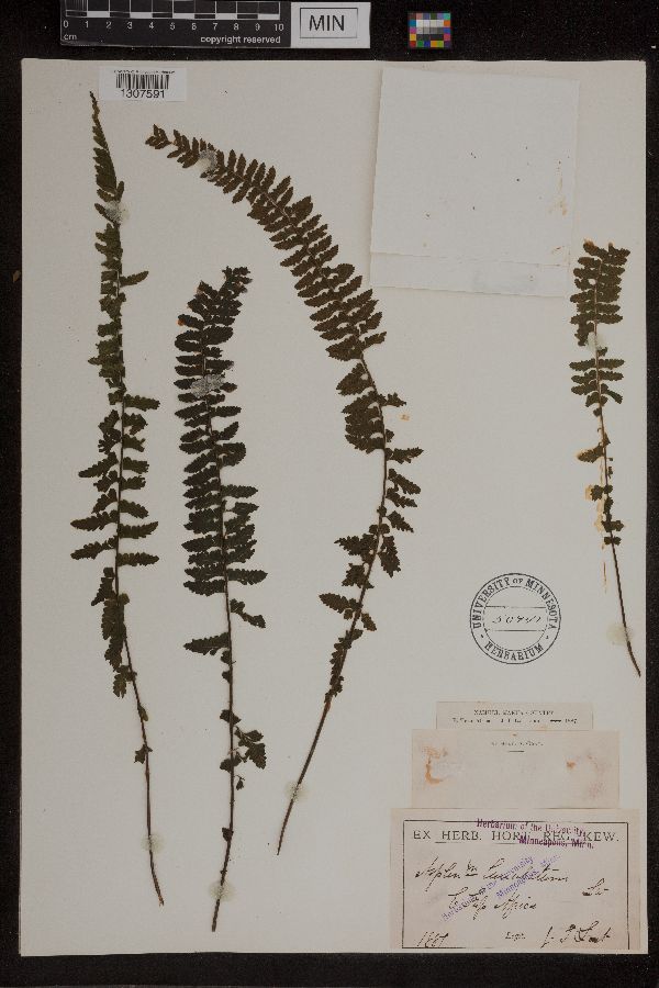 Asplenium lunulatum image