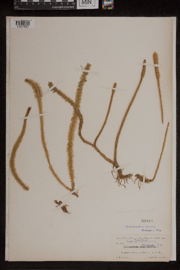 Lycopodiella image