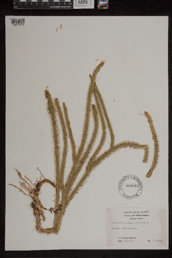 Lycopodiella alopecuroides image