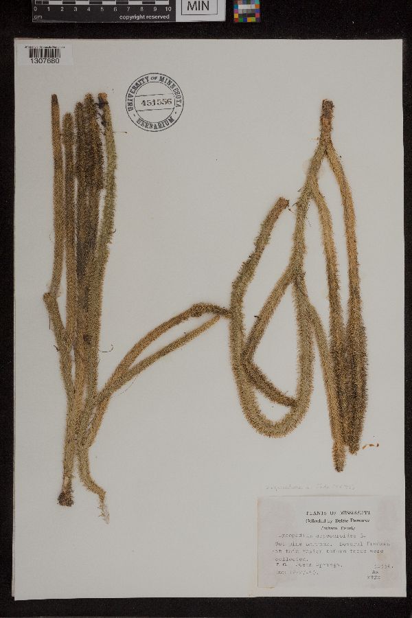 Lycopodiella alopecuroides image