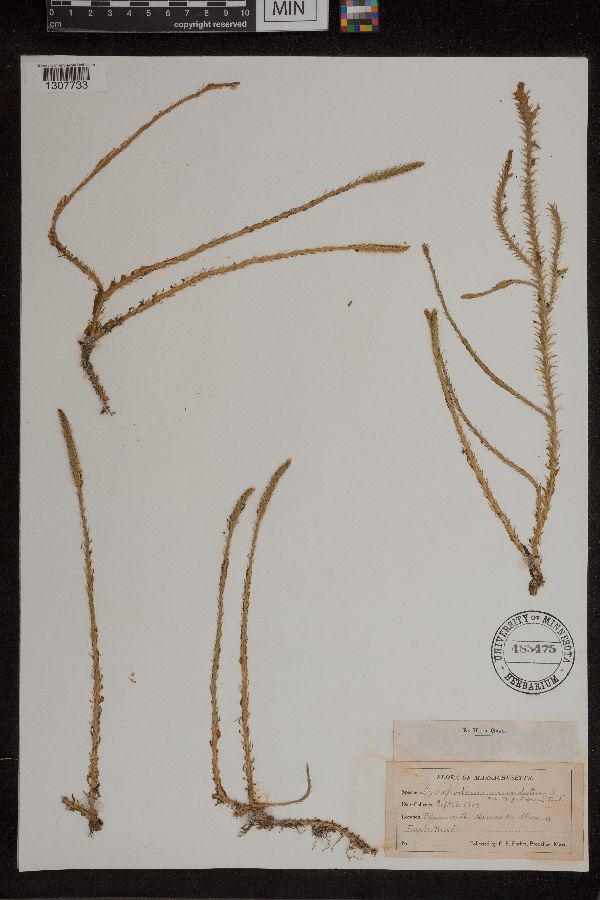 Lycopodiella appressa image
